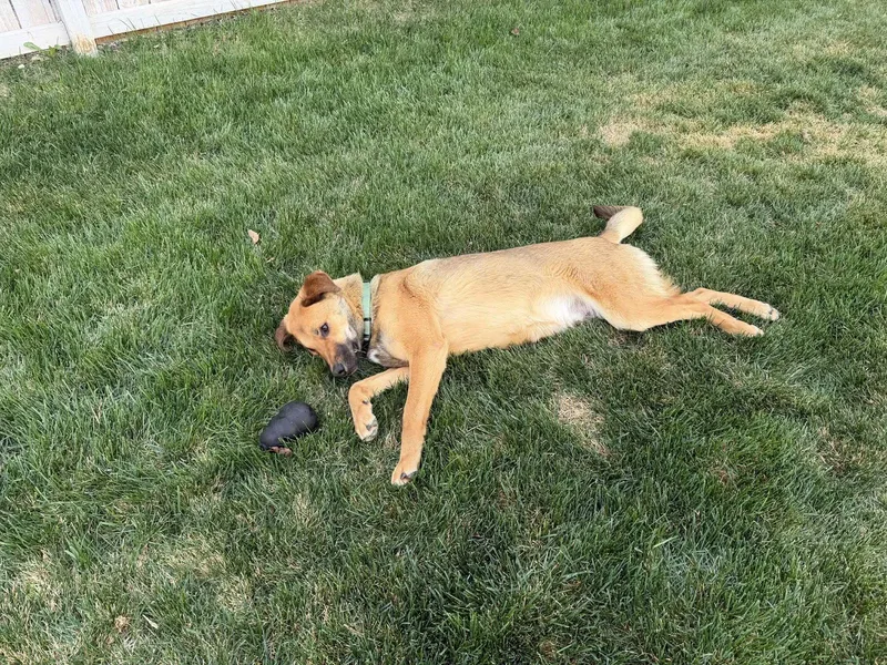 An adult medium-sized male Shepherd dog named Melvinn for adoption in Salt Lake City, UT