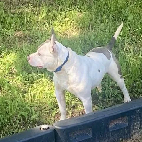 A young medium-sized male White / Cream American Staffordshire Terrier dog named Spot for adoption in Natchitoches, LA