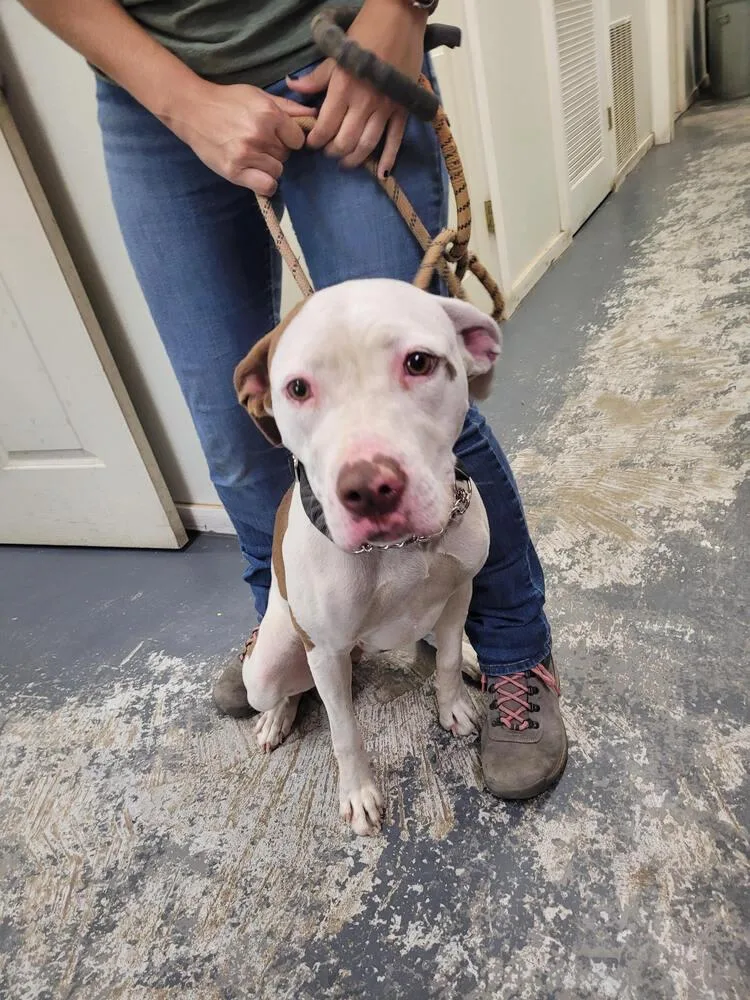 An adult medium-sized female Tricolor (Brown, Black, & White) Pit Bull Terrier dog named Sadie for adoption in Linton, IN