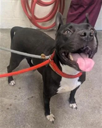 An adult medium-sized female Pit Bull Terrier dog named Merigold for adoption in Sacramento, CA
