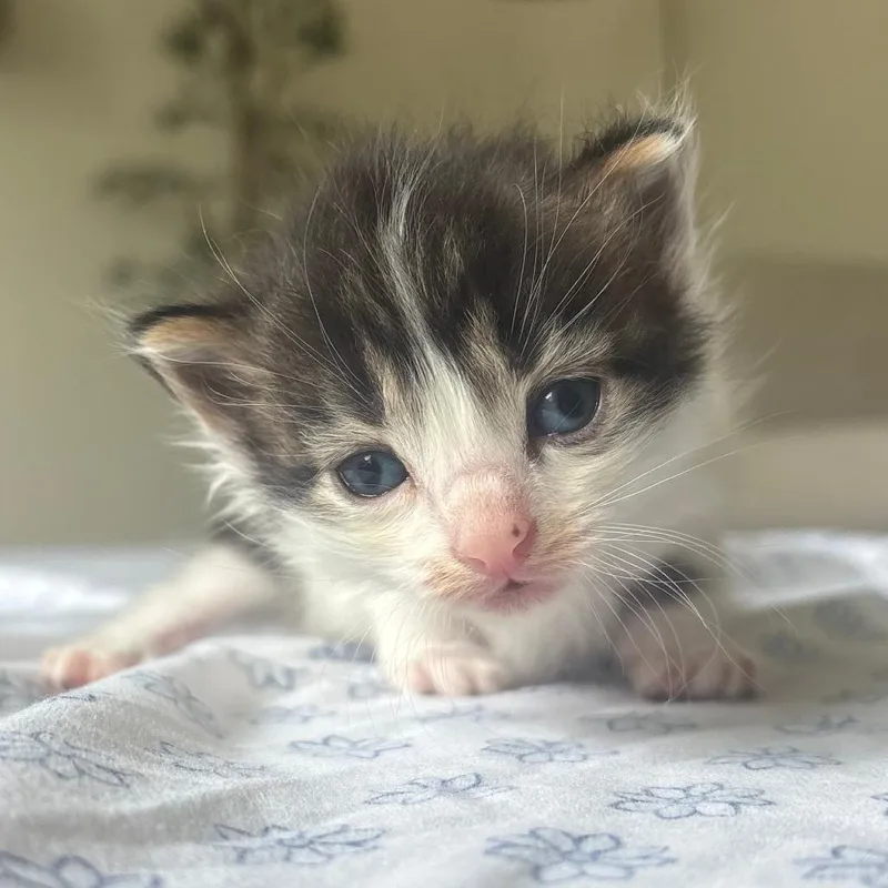 A baby small-sized male Black Domestic Short Hair cat named Strawberry for adoption in Shawnee, KS