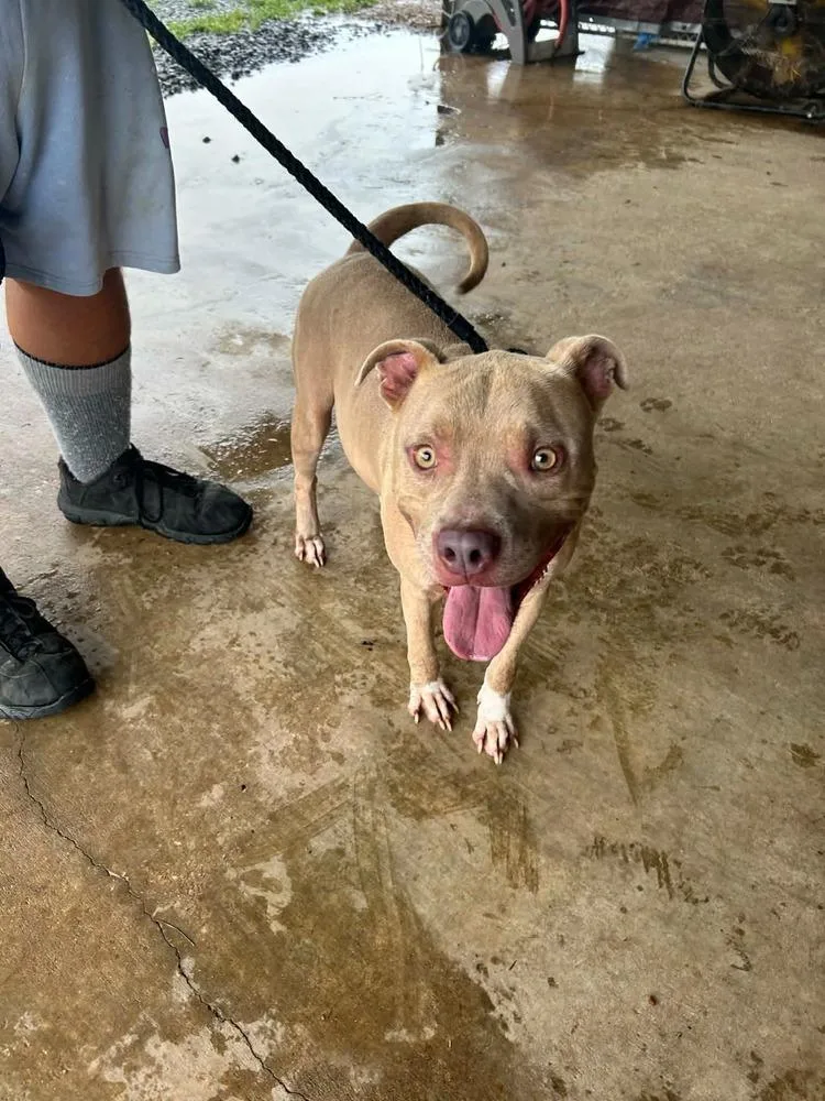 A young medium-sized male White / Cream Mixed Breed dog named Dis Zo for adoption in Scott, LA