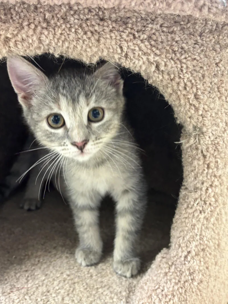 A baby medium-sized female Gray / Blue / Silver Domestic Short Hair cat named Betty for adoption in Brick, NJ