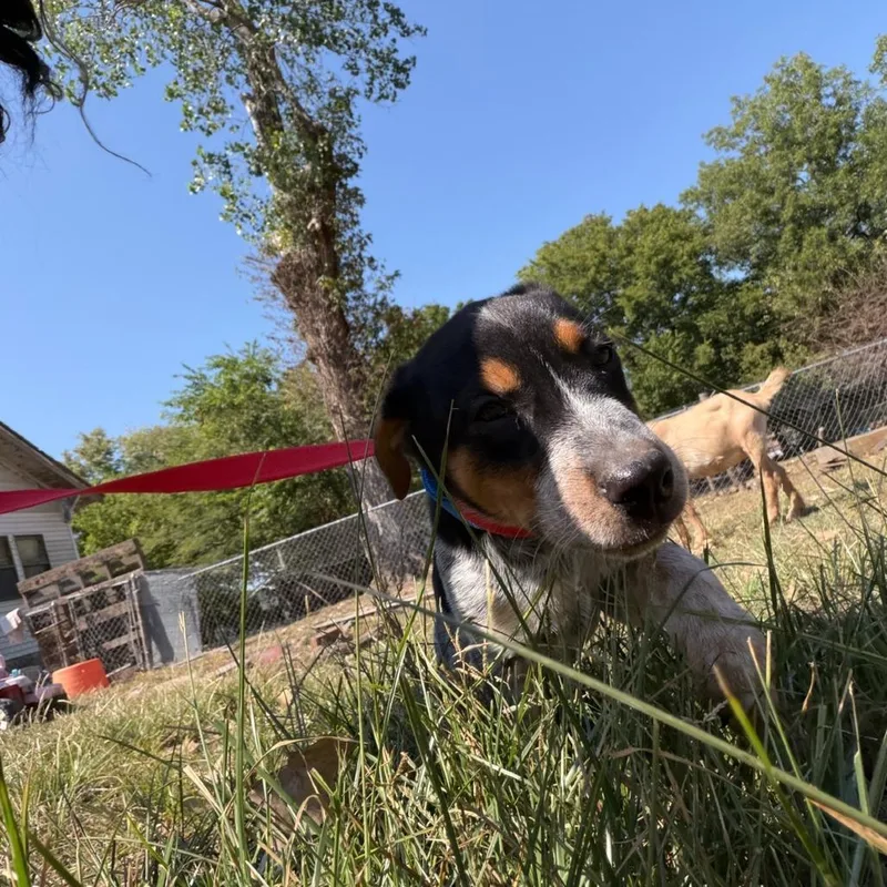 A baby small-sized male Australian Cattle Dog / Blue Heeler dog named Sunny for adoption in Okmulgee, OK