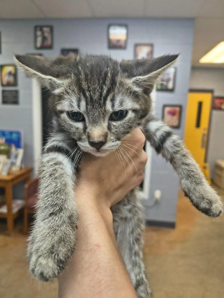 A baby small-sized male Domestic Short Hair cat named Theodore for adoption in Brownwood, TX