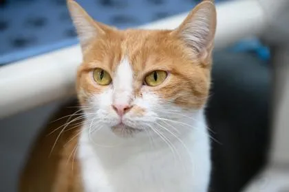An adult medium-sized female Domestic Short Hair cat named Odessa for adoption in Ringoes, NJ