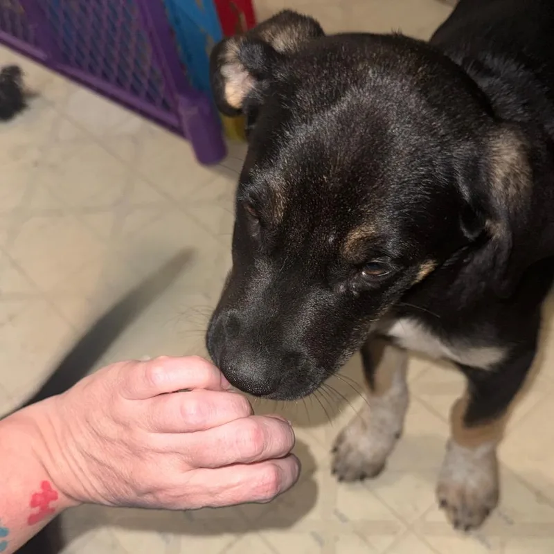 A baby small-sized female Black Mixed Breed dog named Heimlich for adoption in Buffalo, MN