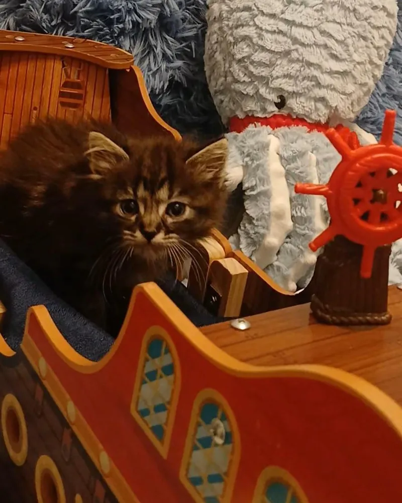 A baby small-sized female Tabby (Brown / Chocolate) Tabby cat named Nori for adoption in HUNTINGTON BEACH, CA