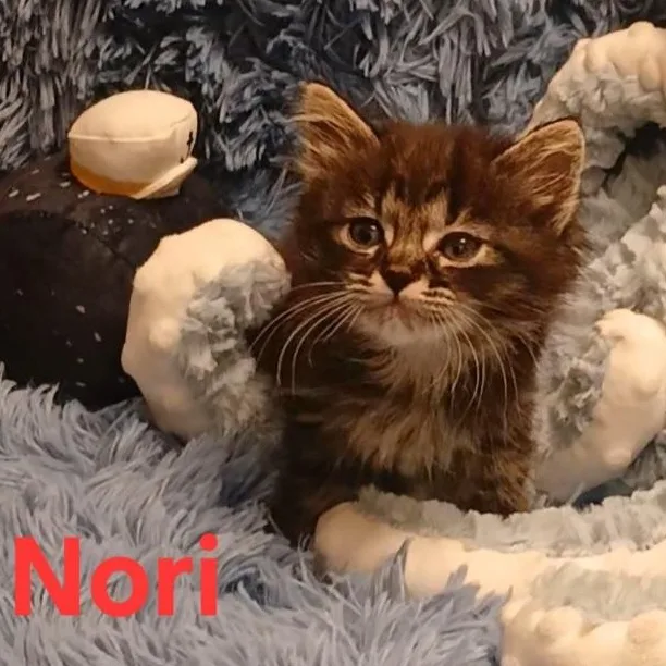 Nori thumbnail 3