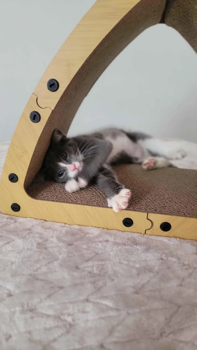 A baby small-sized female Gray & White American Shorthair cat named Poplin for adoption in Florham Park, NJ