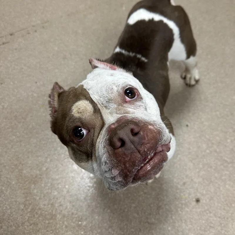 An adult medium-sized male Brown / Chocolate American Bulldog dog named Mateo A for adoption in Mission Hills, CA