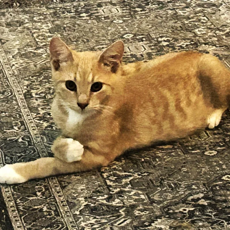 A baby small-sized male Buff / Tan / Fawn Domestic Short Hair cat named Sunny for adoption in Marietta, GA