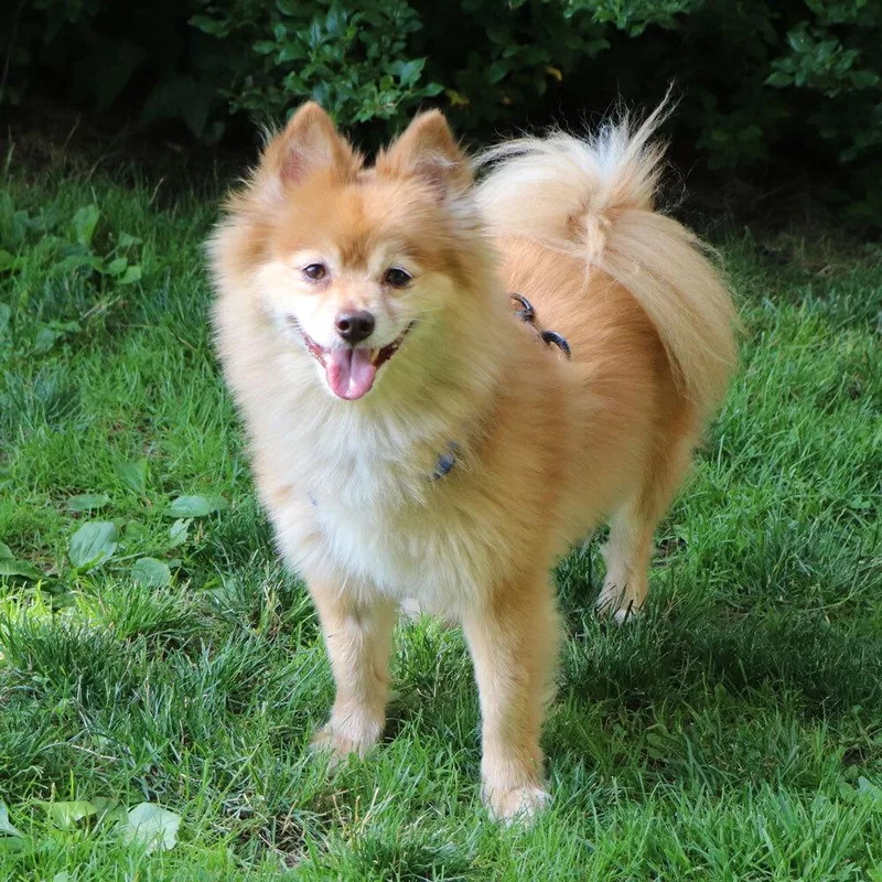 A senior small-sized female Pomeranian dog named Brooklyn for adoption in Port Washington, NY