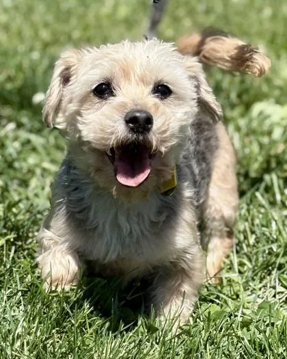 A senior small-sized female Yorkshire Terrier dog named Mya for adoption in Malvern, PA