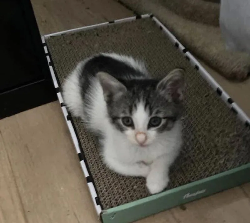 A baby medium-sized female Tabby (Gray / Blue / Silver) Domestic Short Hair cat named Glory for adoption in Huntington Beach, CA