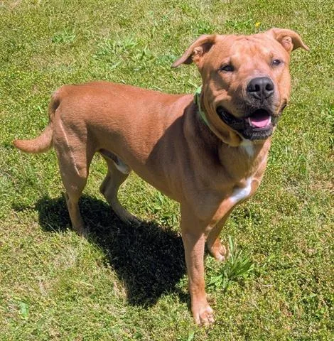 An adult medium-sized male Staffordshire Bull Terrier dog named Bubbles for adoption in Akron, OH