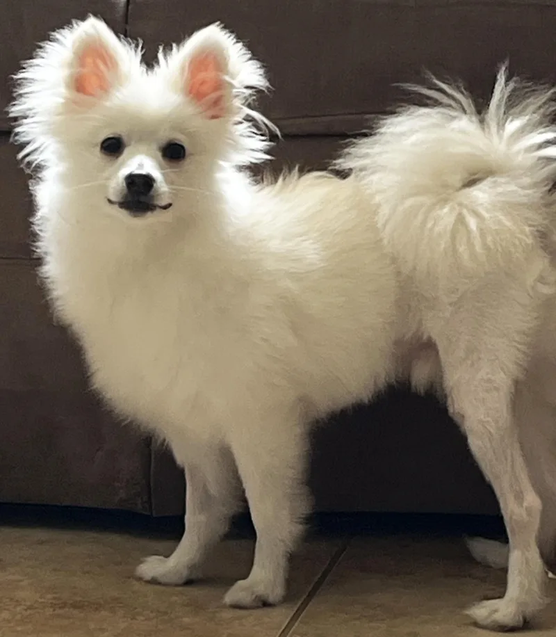 A young small-sized male White / Cream Pomeranian dog named Taquito for adoption in Manhattan, KS