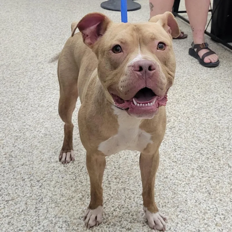 An adult medium-sized female Yellow / Tan / Blond / Fawn Mixed Breed dog named Claudette for adoption in Auburn, AL