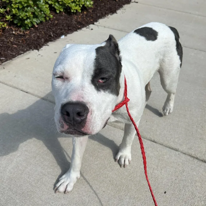 A young medium-sized female White / Cream Pit Bull Terrier dog named Carol for adoption in Greensboro, NC