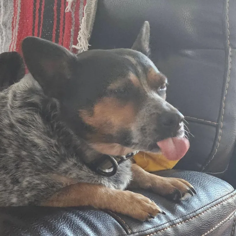 A senior small-sized male Gray / Blue / Silver Dachshund dog named Courtesy Listing Hyde for adoption in Tuscaloosa, AL