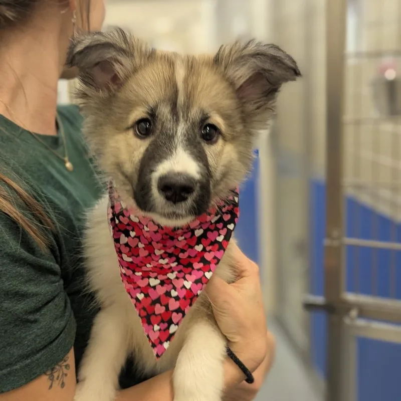 A baby small-sized female White / Cream Mixed Breed dog named Shine for adoption in Hendersonville, NC