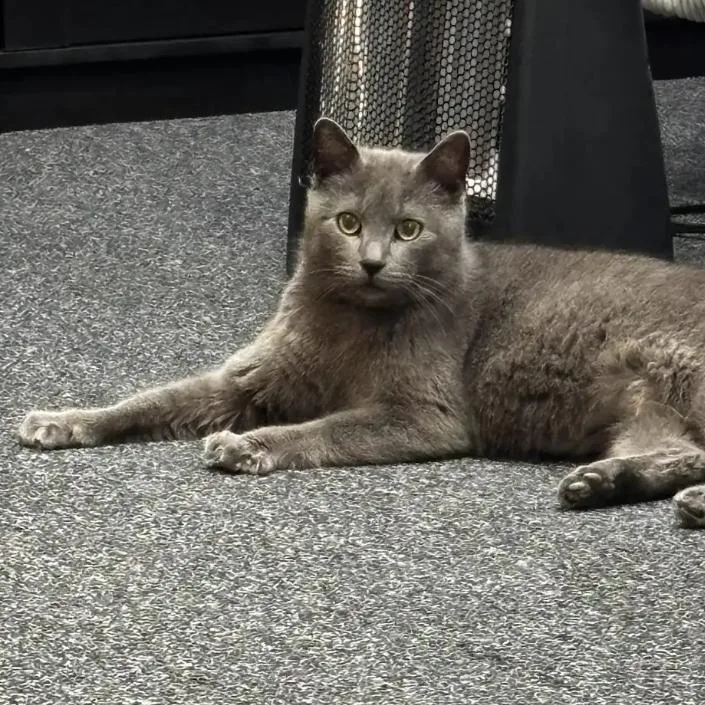 An adult medium-sized female Gray / Blue / Silver Domestic Short Hair cat named Cod for adoption in Evanston, IL