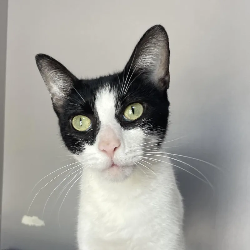 An adult medium-sized female Black Domestic Short Hair cat named Lip Gloss for adoption in Chicago, IL