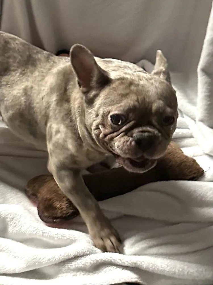 An adult small-sized female French Bulldog dog named Pru for adoption in Milton, GA