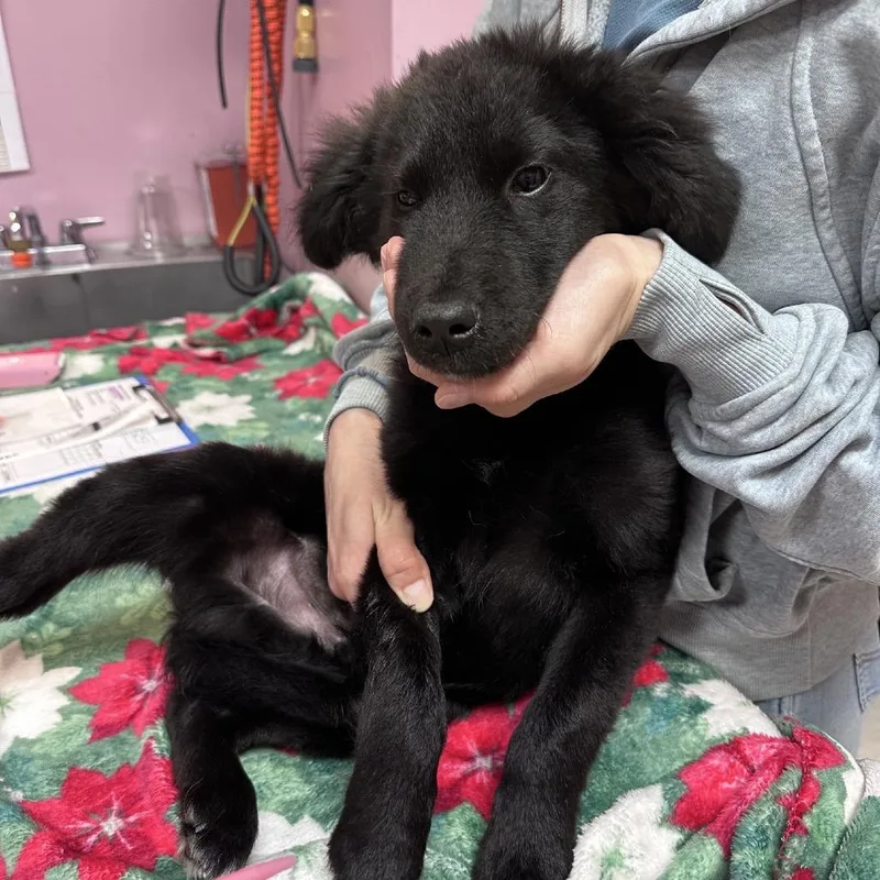 A baby small-sized male Black Shepherd dog named Gideon for adoption in Branson, MO