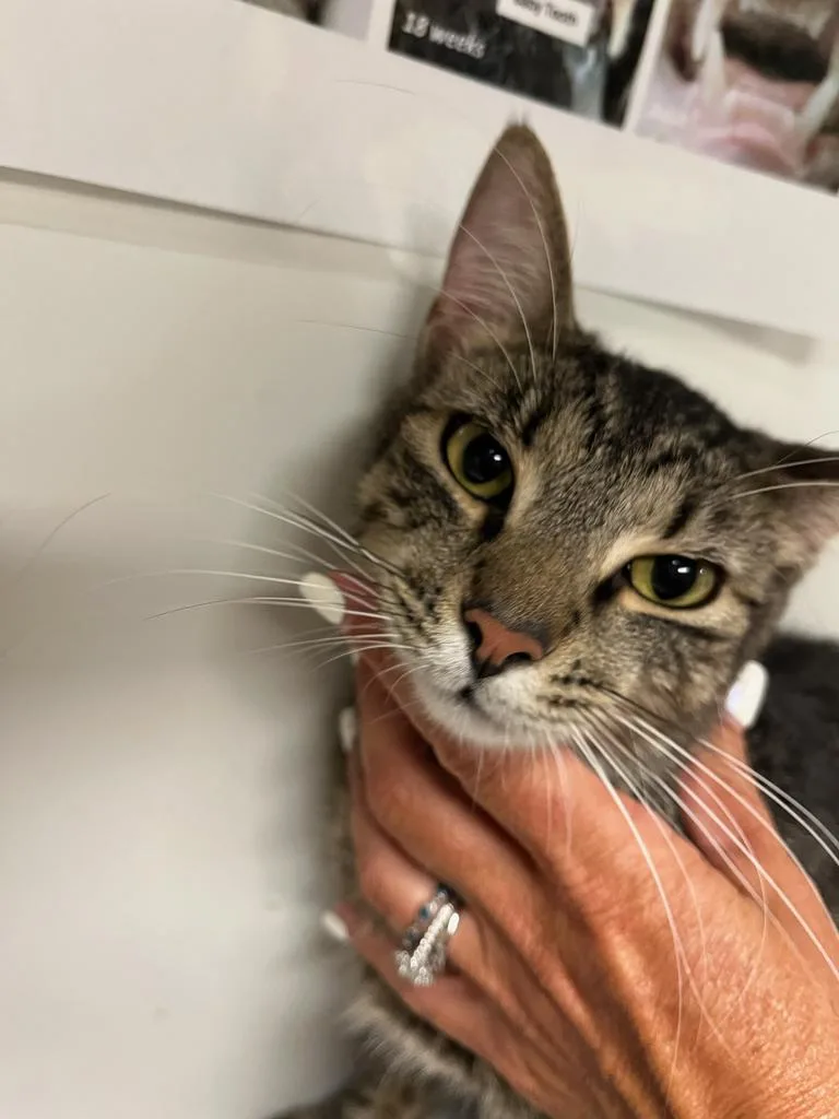 A young small-sized male Domestic Short Hair cat named Jasper for adoption in Greenfield, IN