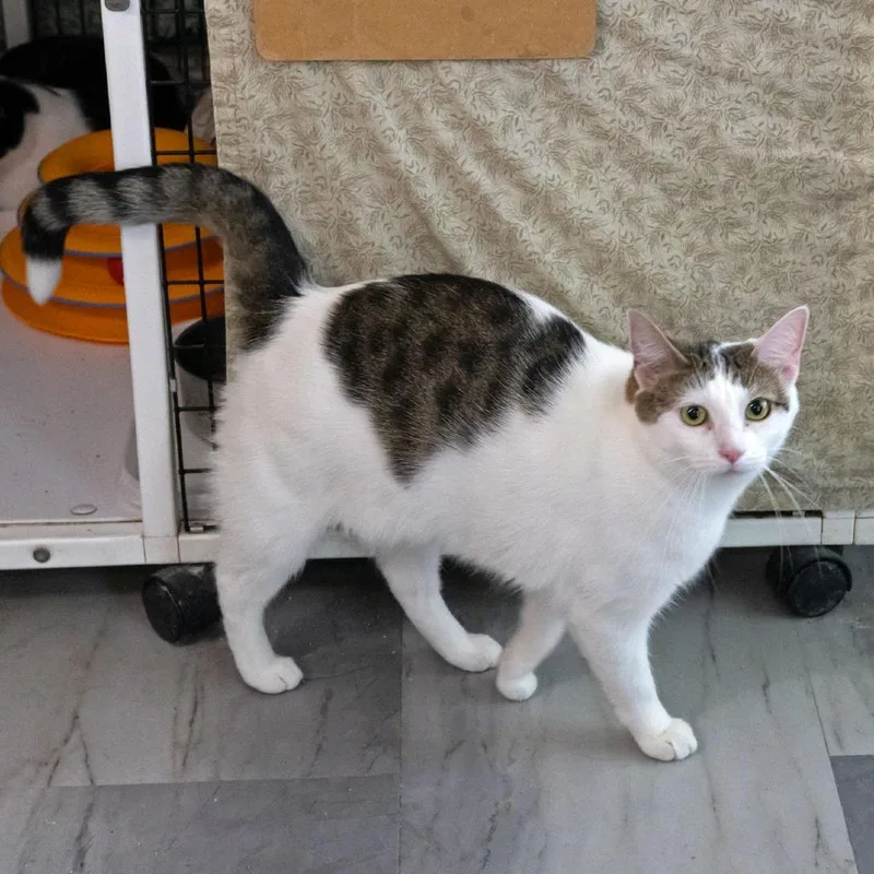 An adult large-sized female Brown / Chocolate Domestic Short Hair cat named Regina for adoption in McKean, PA