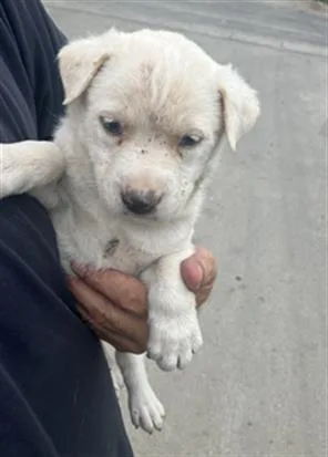 A baby medium-sized male Mixed Breed dog named Oliver for adoption in Dallas, TX