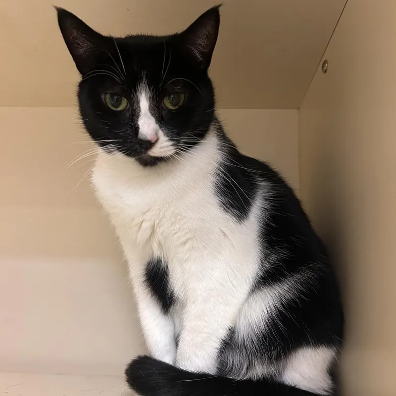 An adult medium-sized female Black Domestic Short Hair cat named Lullaby for adoption in Waynesboro, PA