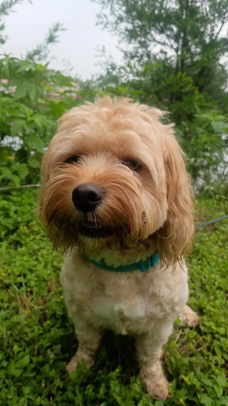 Rufus Rocks thumbnail 4