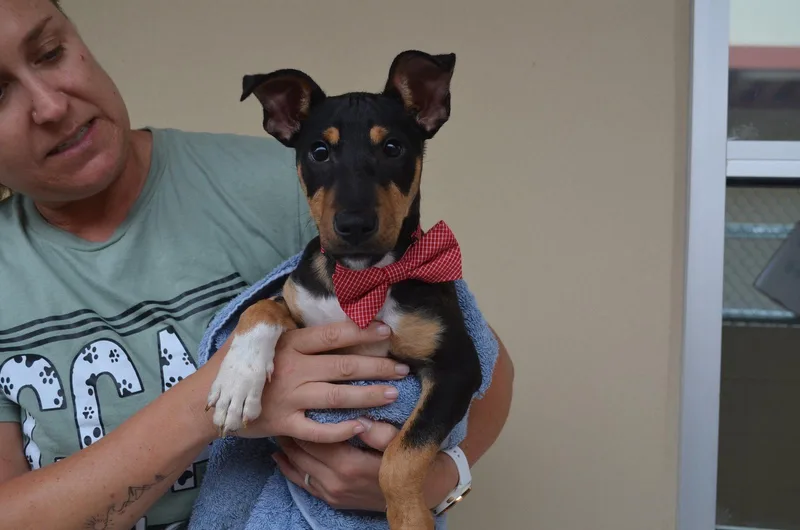 Pretzel thumbnail 2