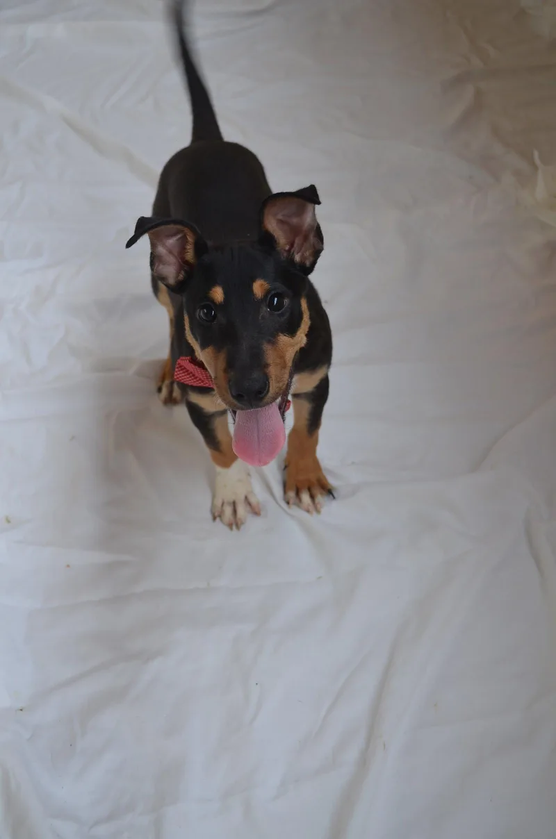 Pretzel thumbnail 3