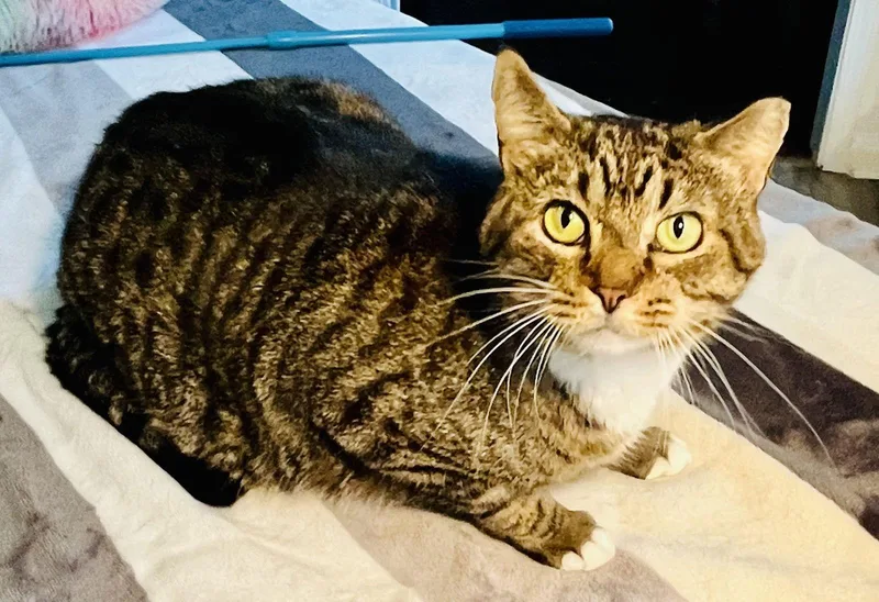 An adult medium-sized male Tabby cat named Alligator for adoption in Lexington, SC