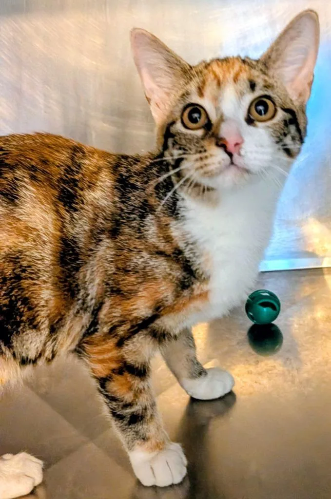 A baby small-sized female Domestic Short Hair cat named Ariel for adoption in St. Augustine, FL