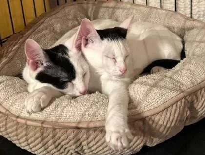A baby small-sized male White Domestic Short Hair cat named Domino for adoption in New York, NY