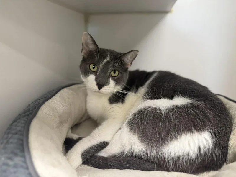An adult large-sized male Gray & White Domestic Short Hair cat named Jw for adoption in Leitchfield, KY