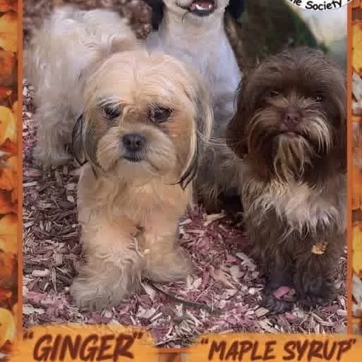 Ginger thumbnail 2