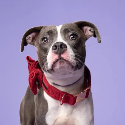 An adult medium-sized male Pit Bull Terrier dog named Nipsy for adoption in Atlanta, GA