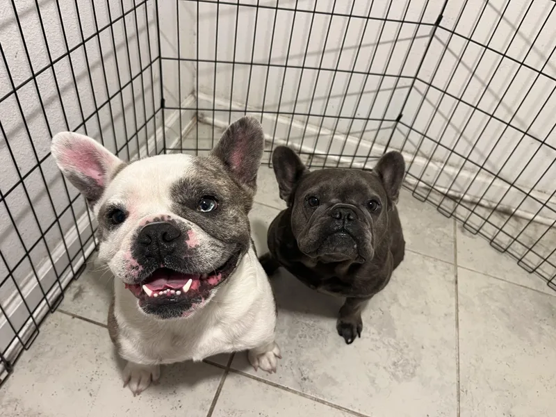 An adult medium-sized male French Bulldog dog named Maui for adoption in PALM BAY, FL