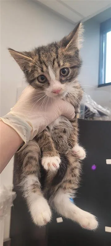 A baby small-sized male Domestic Short Hair cat named Jett for adoption in West Chester, PA