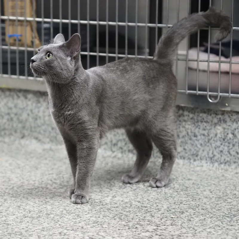 An adult small-sized male Gray / Blue / Silver Domestic Short Hair cat named Token for adoption in Falls Church, VA