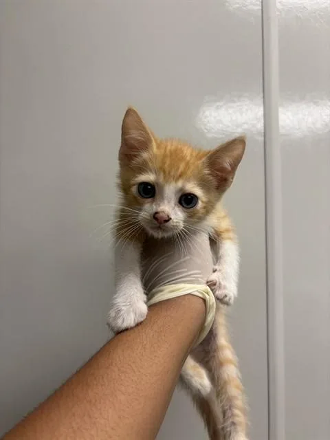 A baby small-sized male Domestic Short Hair cat named Oliver for adoption in Ontario, CA