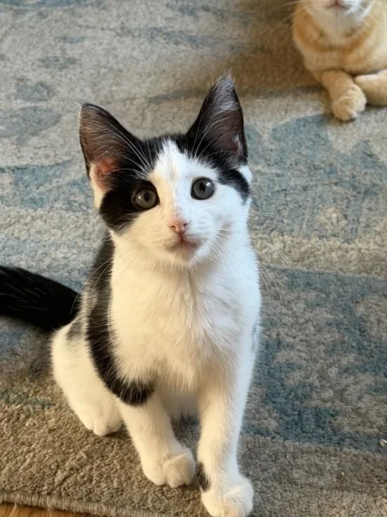 A baby small-sized female Domestic Short Hair cat named Molly for adoption in Hagerstown, MD