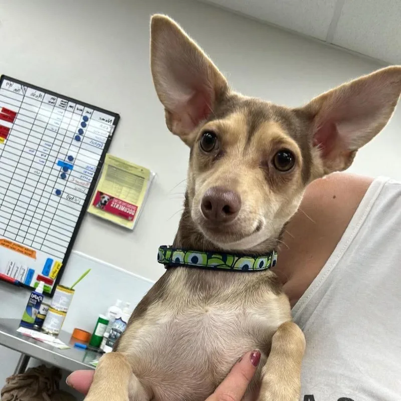 An adult small-sized female Brown / Chocolate Mixed Breed dog named Anika for adoption in Fredericksburg, VA