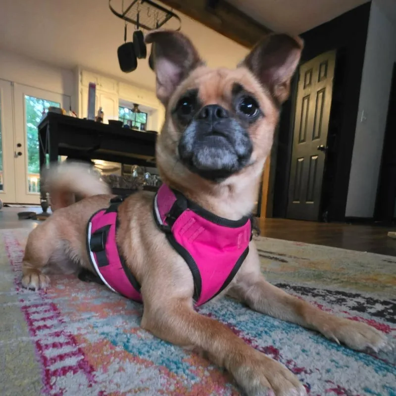 An adult small-sized female Pug dog named Maggie for adoption in Helena, AL