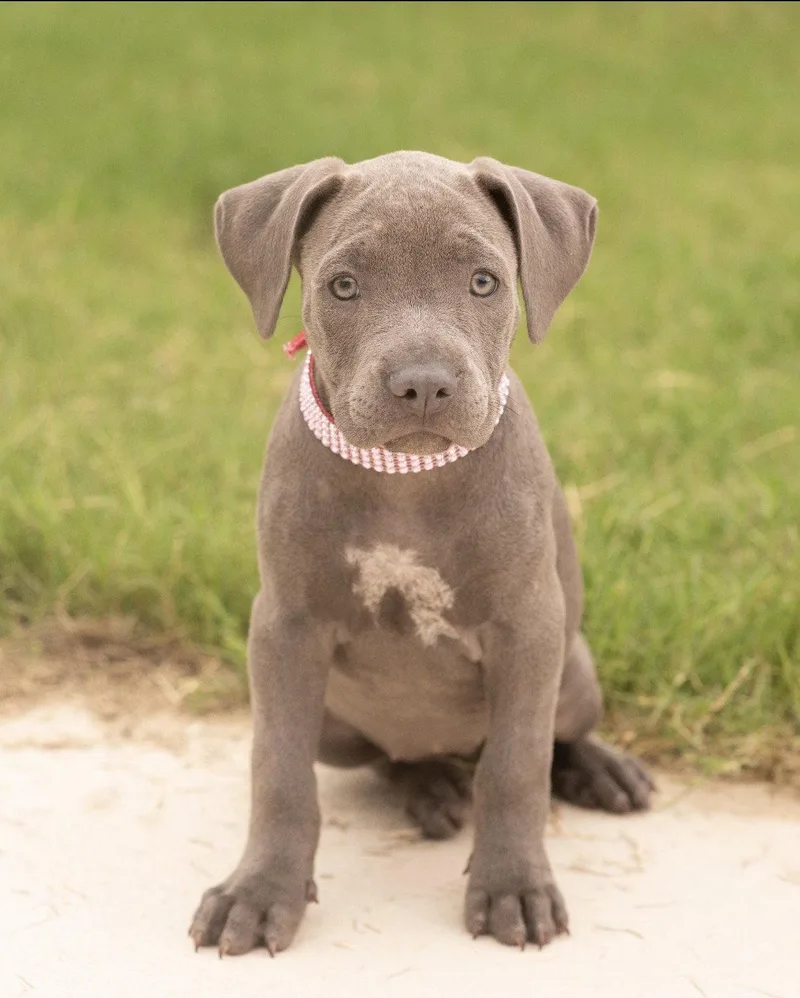 Charlee
